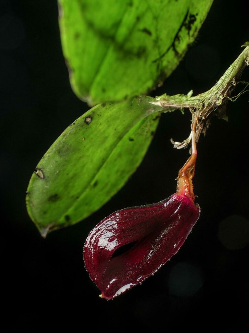 Zootrophion machaqway