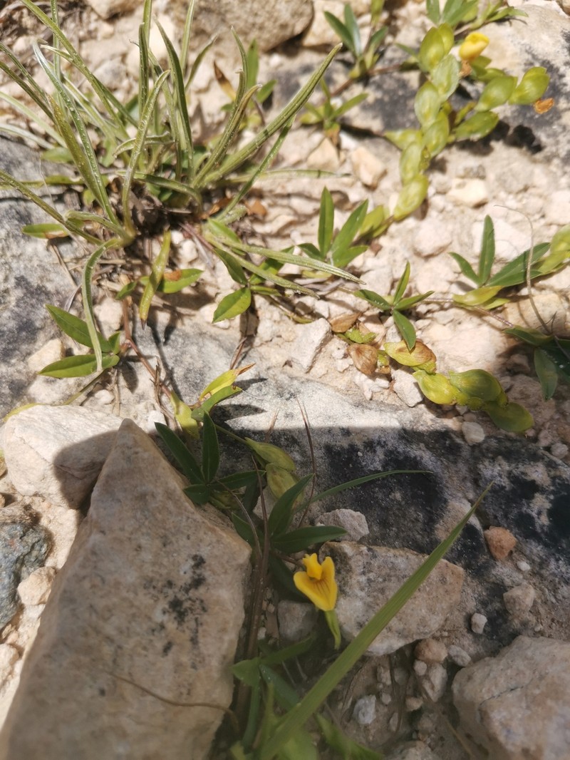 Zornia capensis var. capensis