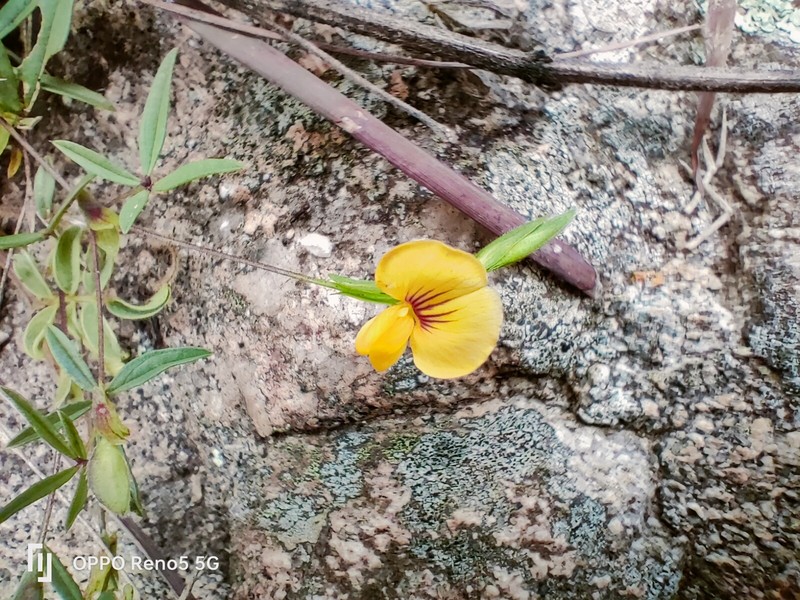 Zornia capensis var. capensis photo 2
