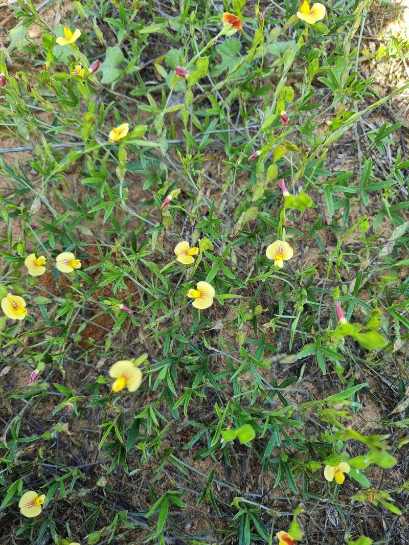 Zornia capensis var. capensis photo 3
