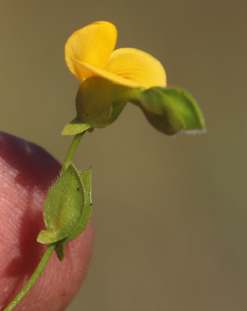 Zornia capensis var. capensis photo 4