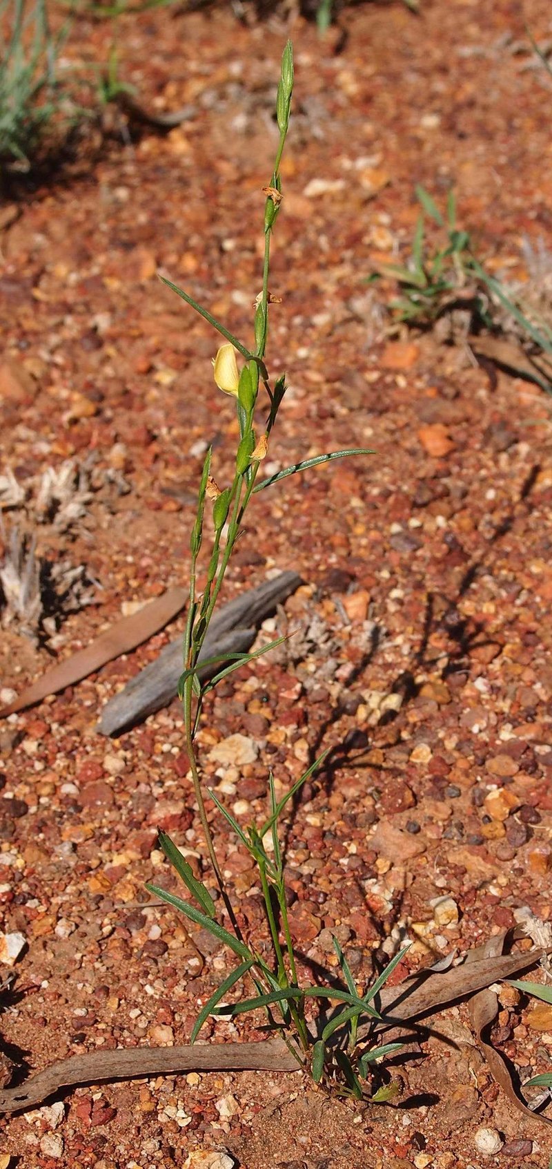 Zornia dyctiocarpa
