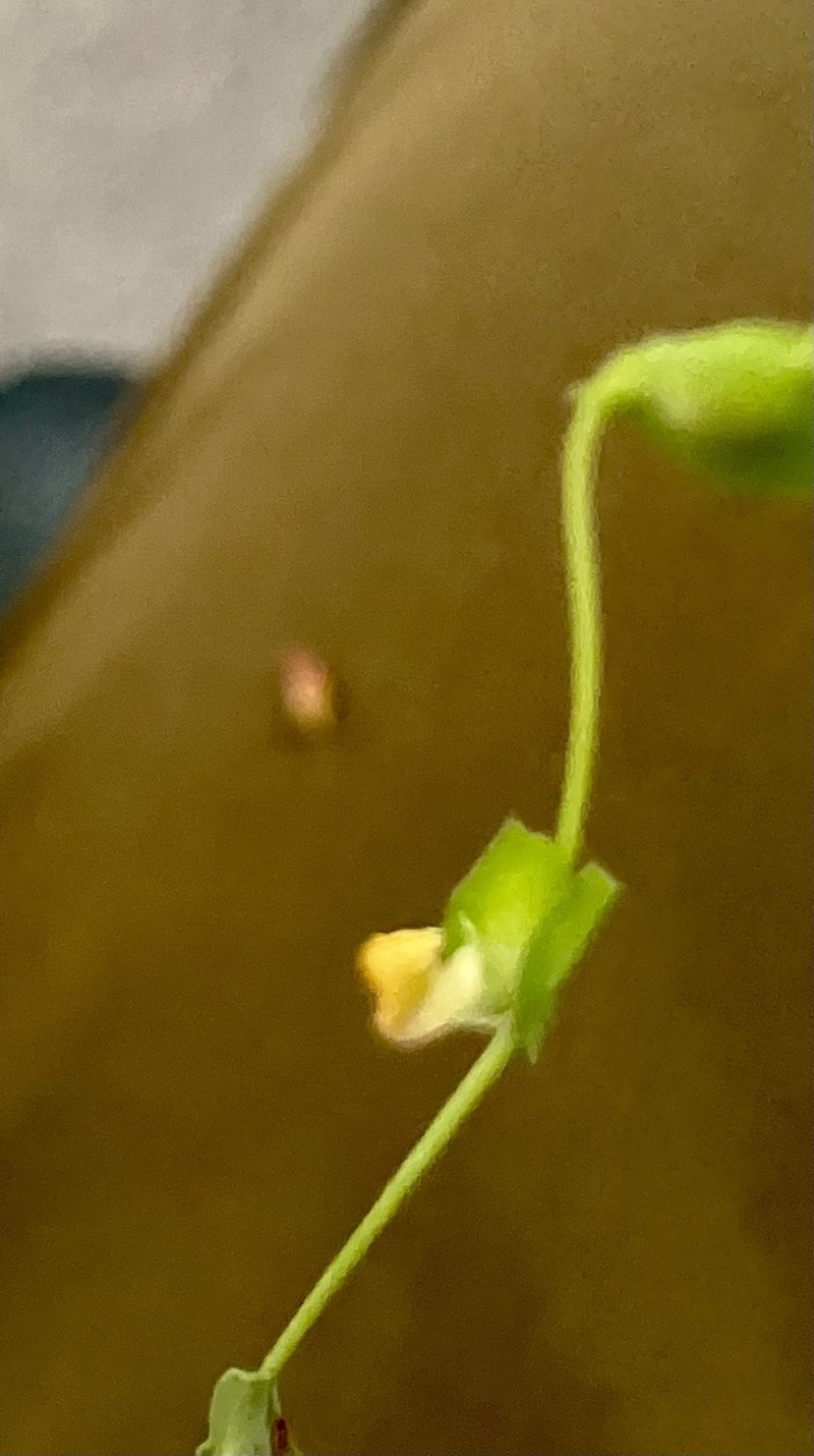 Zornia dyctiocarpa var. dyctiocarpa
