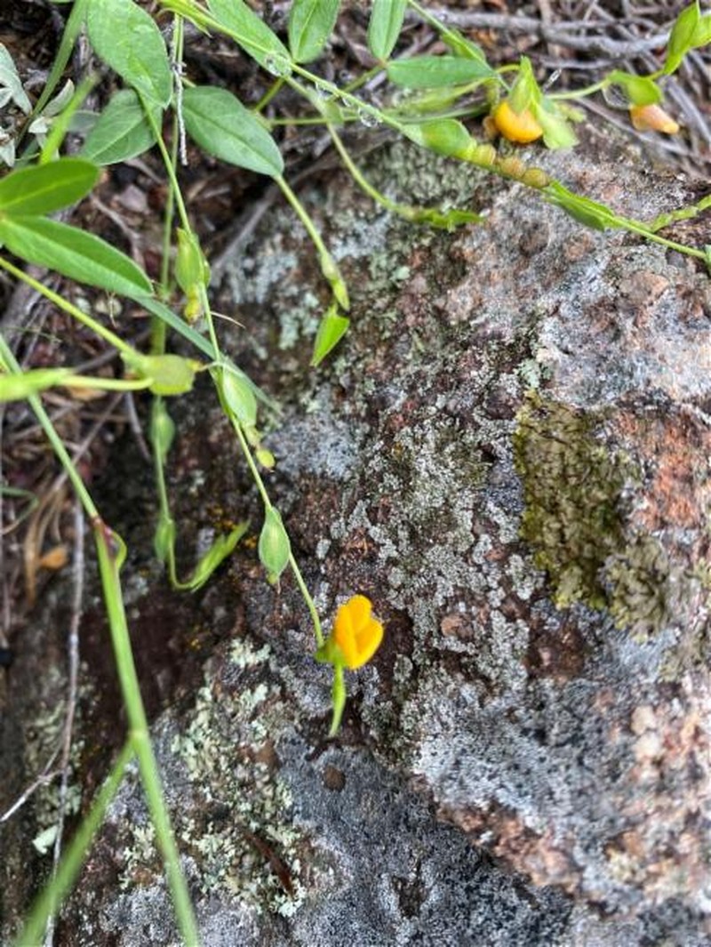 Zornia dyctiocarpa var. dyctiocarpa photo 2
