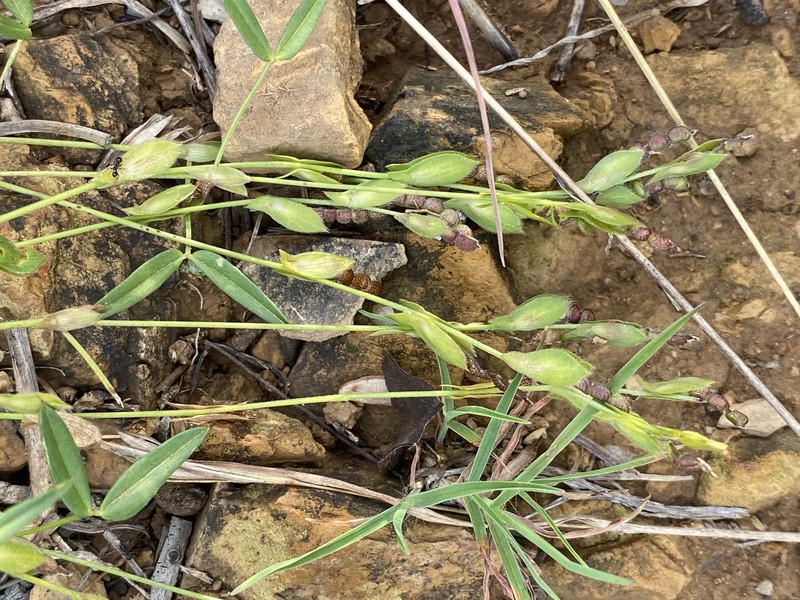 Zornia dyctiocarpa var. dyctiocarpa photo 3