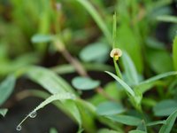 Zornia gibbosa