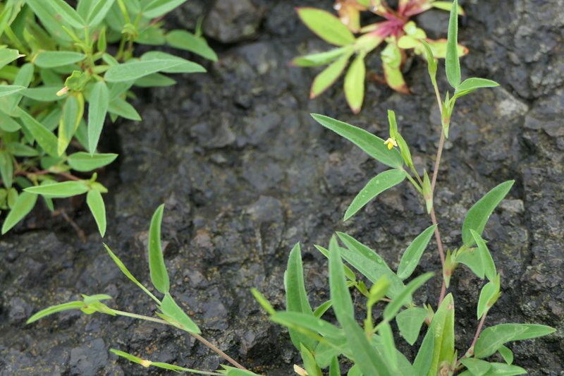 Zornia gibbosa photo 6