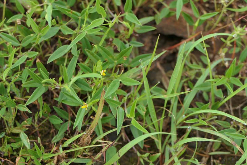 Zornia gibbosa photo 7