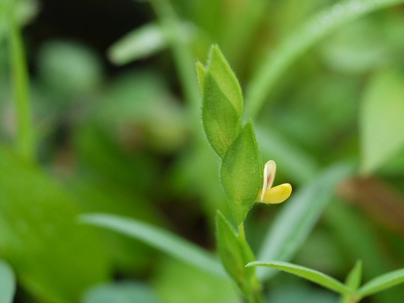 Zornia gibbosa photo 2