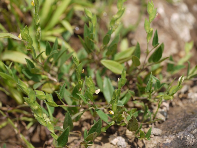 Zornia gibbosa photo 3