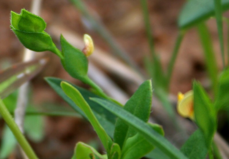 Zornia gibbosa photo 4