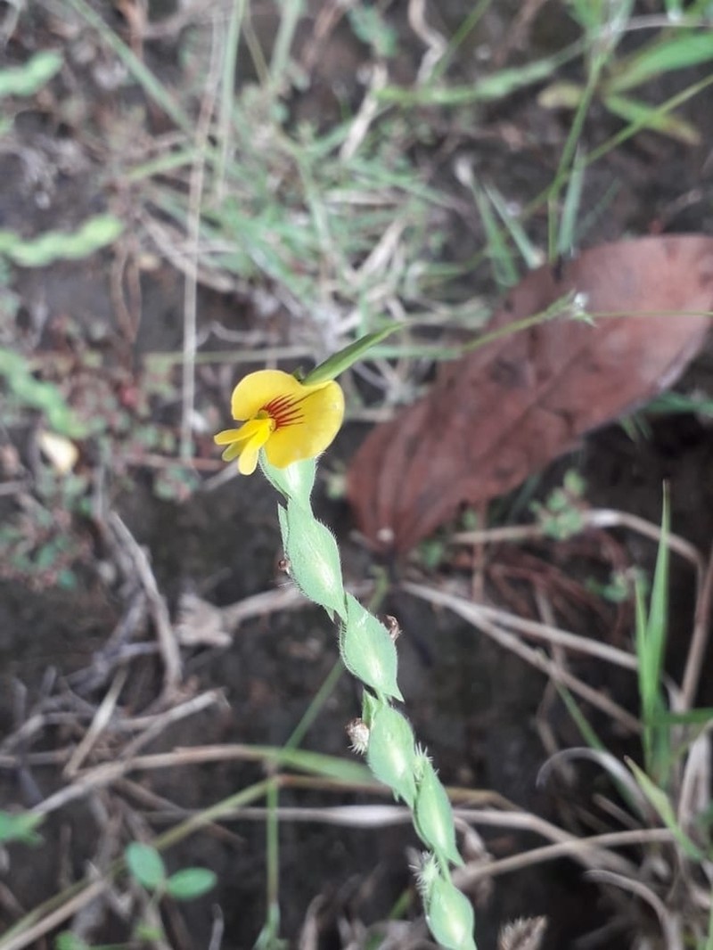Zornia latifolia photo 3