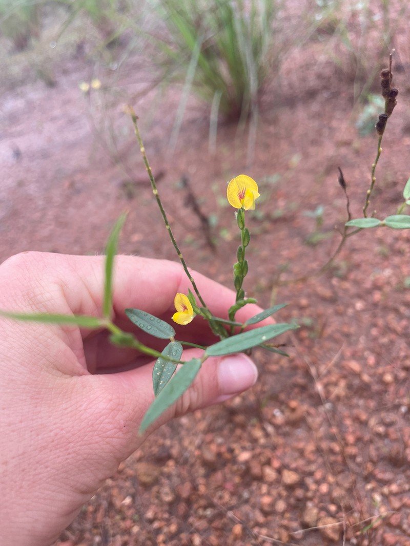 Zornia latifolia photo 4