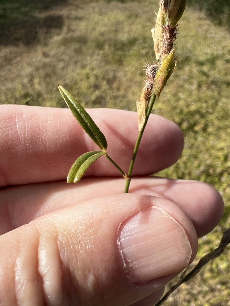 Zornia latifolia photo 6
