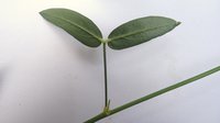 Zornia latifolia