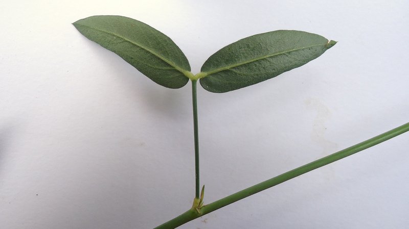 Zornia latifolia