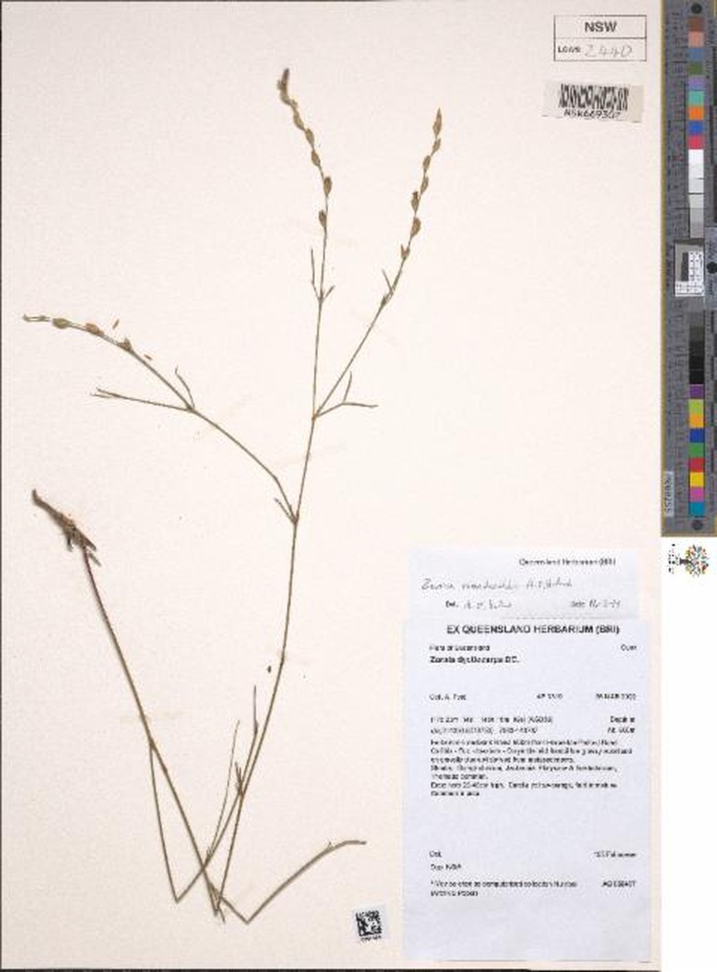 Zornia macdonaldii