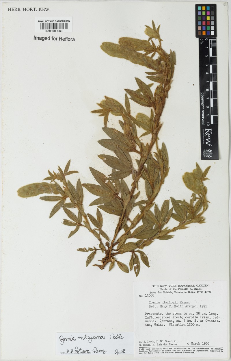 Zornia mitziana photo 2