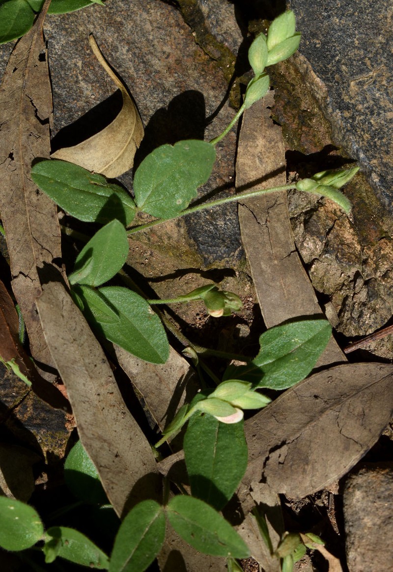 Zornia muelleriana subsp. muelleriana