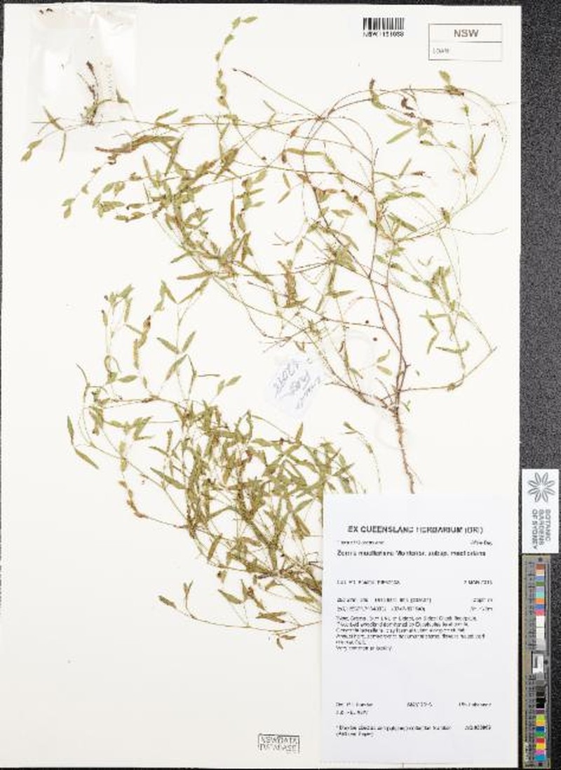 Zornia muelleriana subsp. muelleriana photo 2