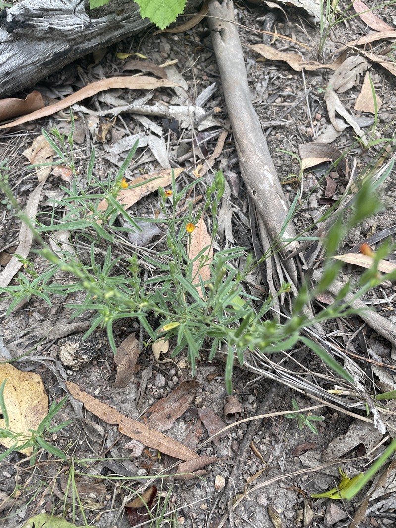 Zornia muriculata subsp. muriculata