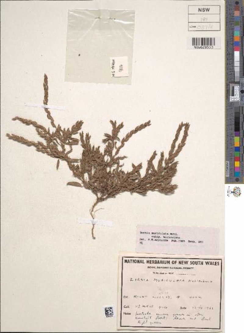 Zornia muriculata subsp. muriculata photo 2