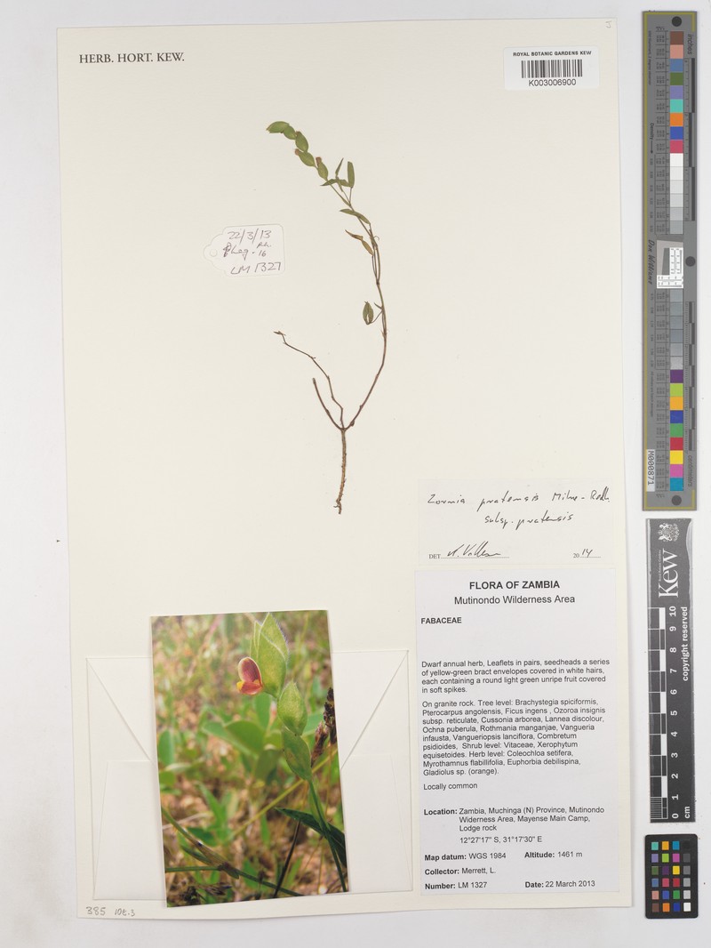 Zornia pratensis subsp. pratensis
