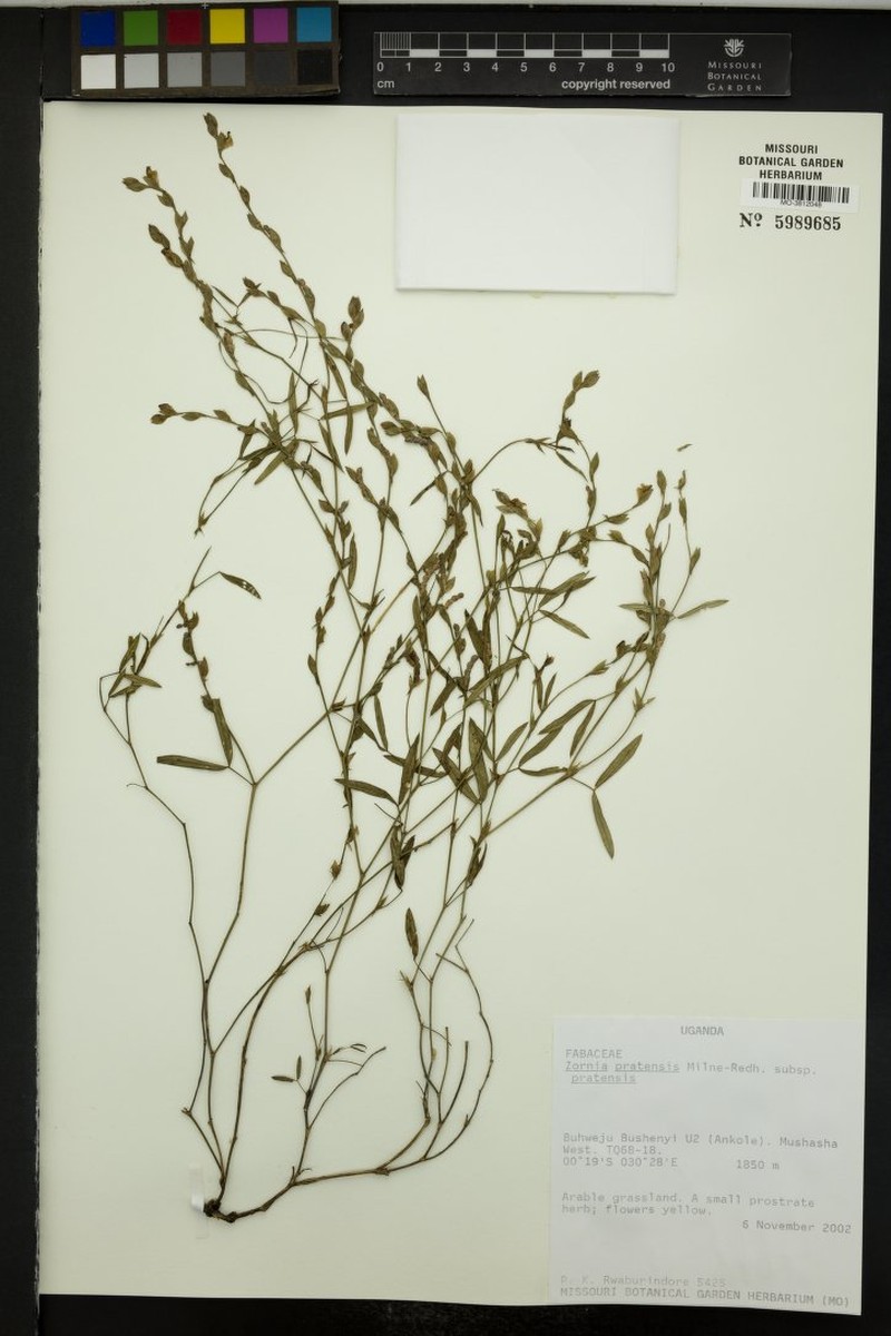 Zornia pratensis subsp. pratensis photo 2