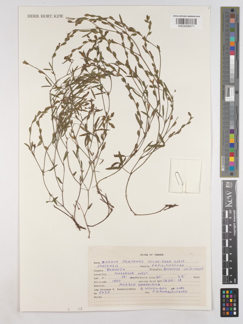 Zornia pratensis subsp. pratensis photo 3