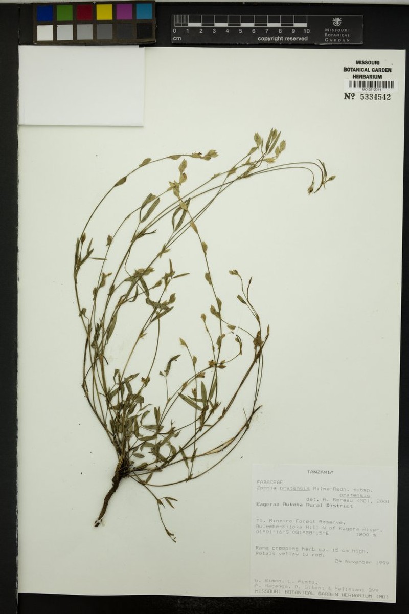 Zornia pratensis subsp. pratensis photo 4
