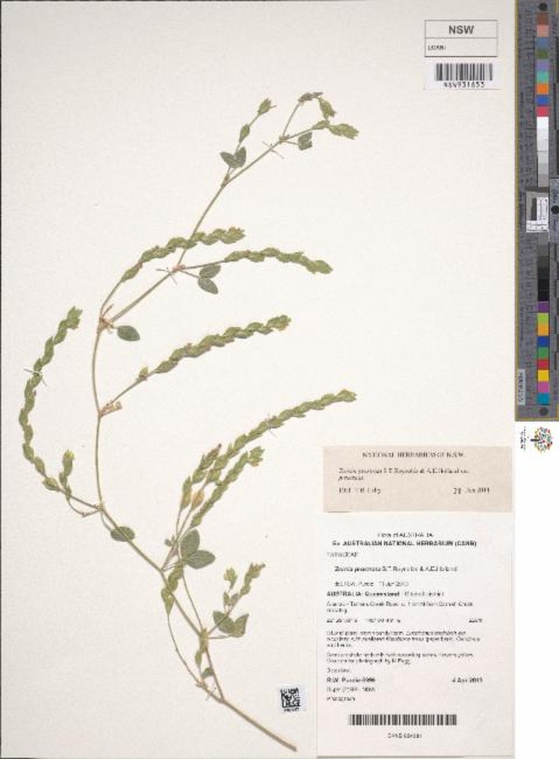 Zornia prostrata var. prostrata