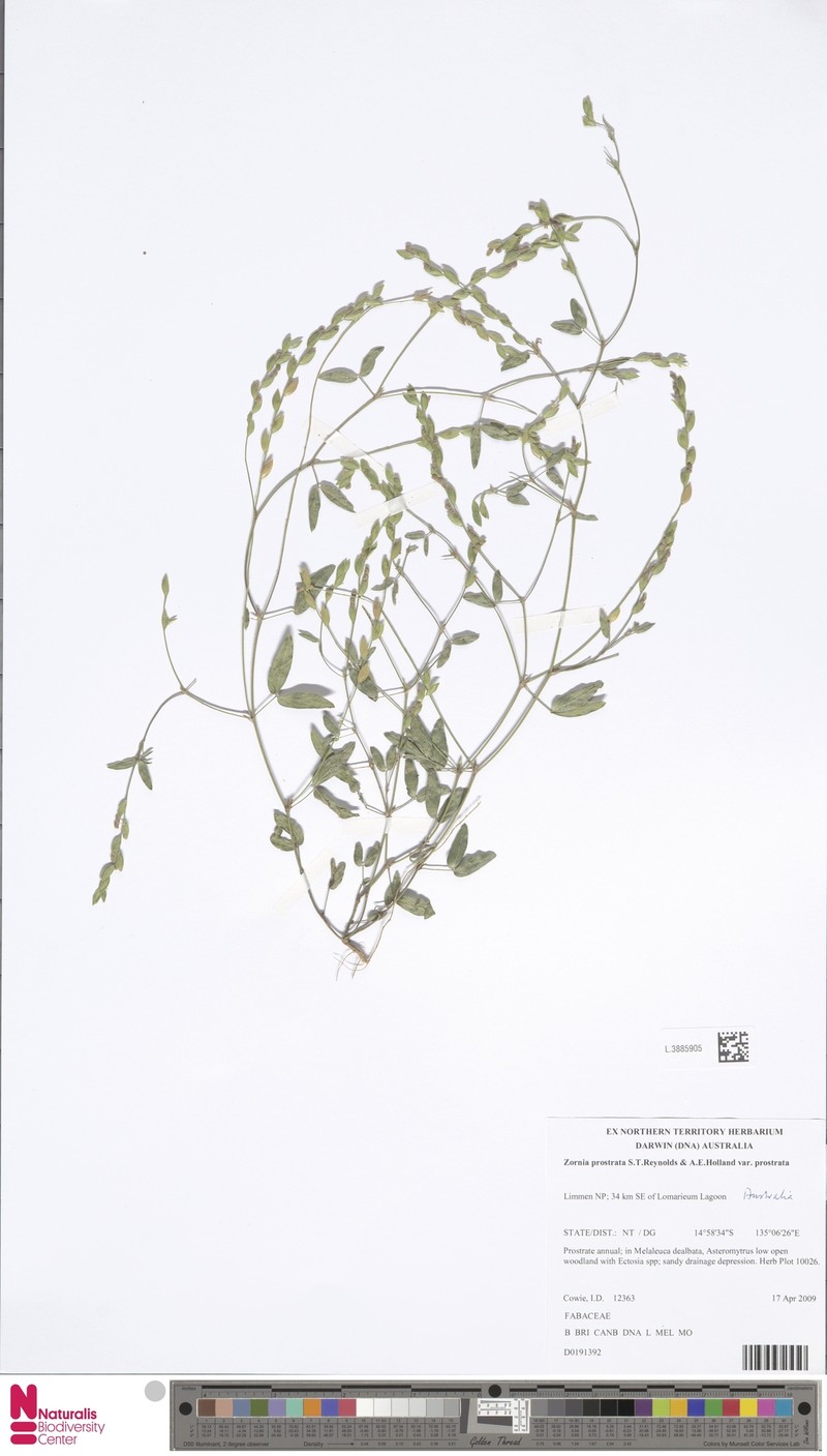 Zornia prostrata var. prostrata photo 2