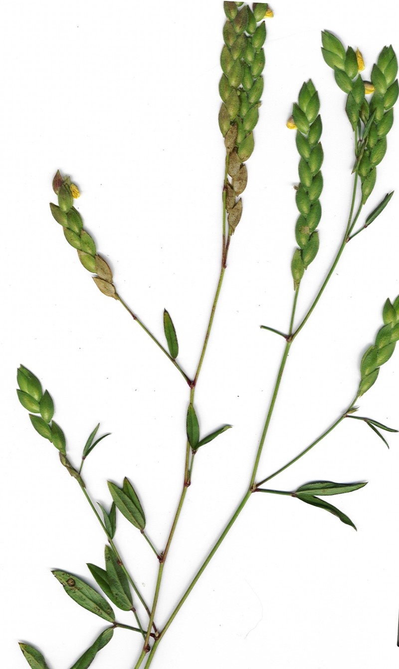 Zarzabacoa De Dos Hojas