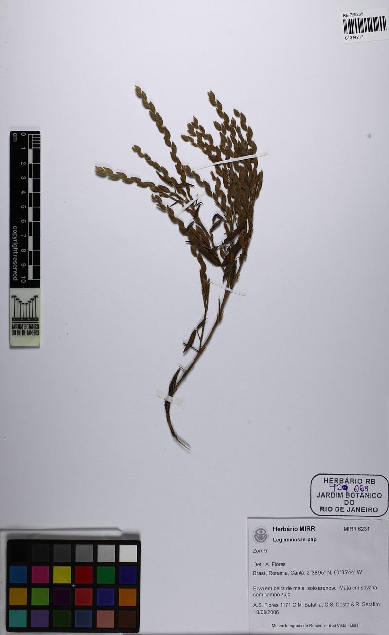 Zornia vichadana