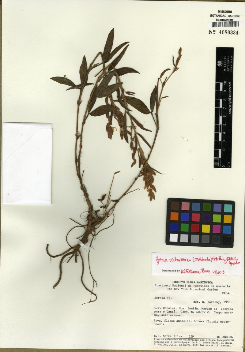 Zornia vichadana photo 3