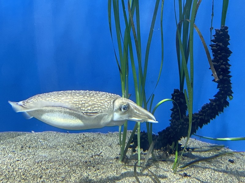 Dwarf Eelgrass photo 5
