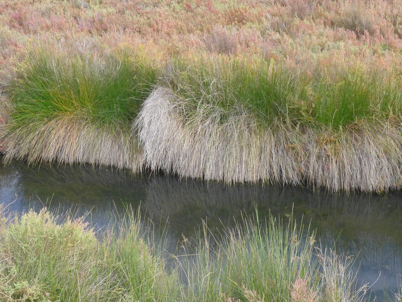 Dwarf Eelgrass photo 6