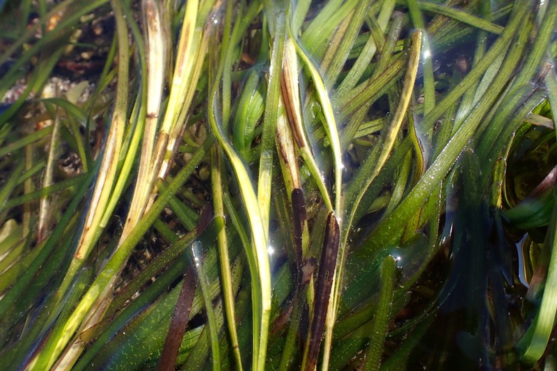 Seawrack photo 4