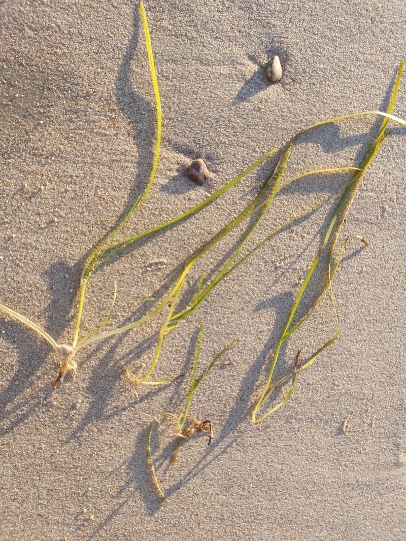 Seawrack photo 5