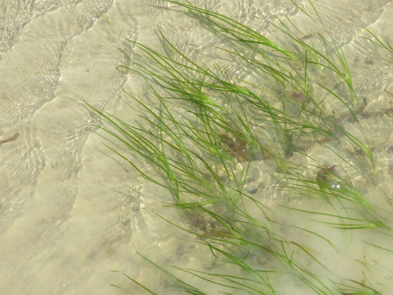 Seawrack photo 7