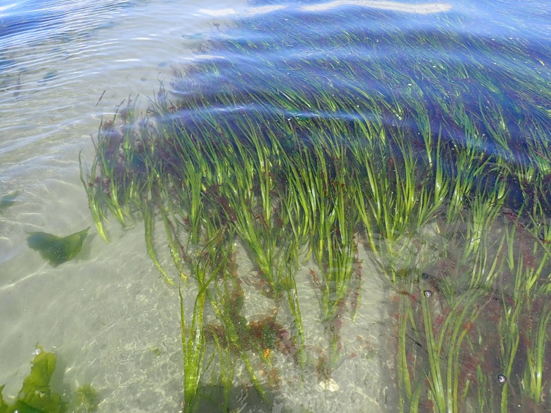 Seawrack photo 4