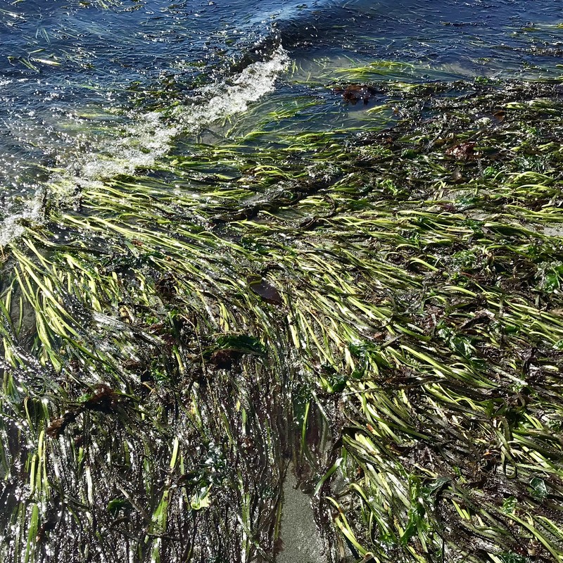Seawrack photo 5