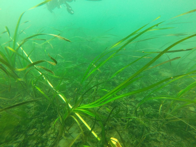 Seawrack photo 6