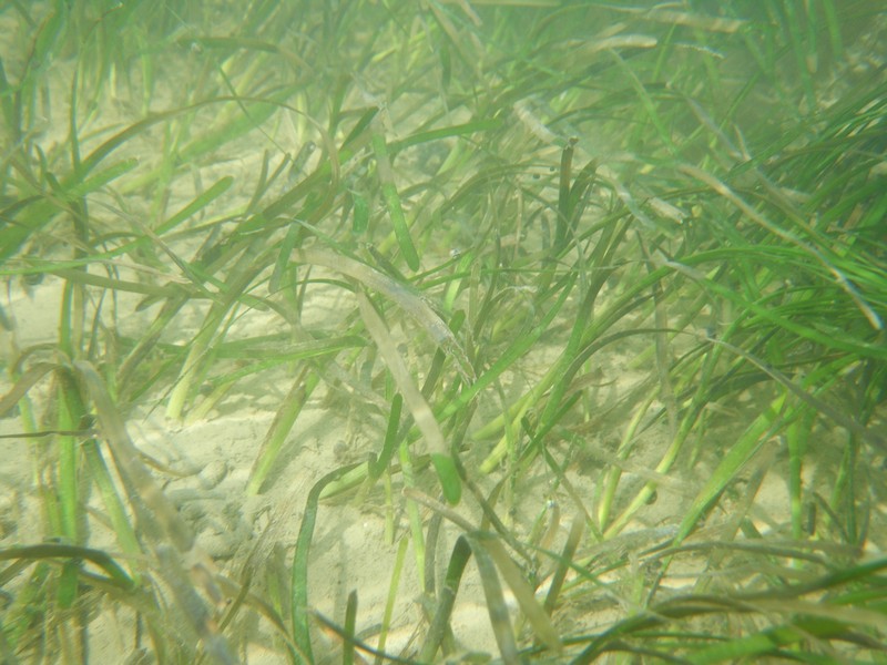 Seawrack photo 2