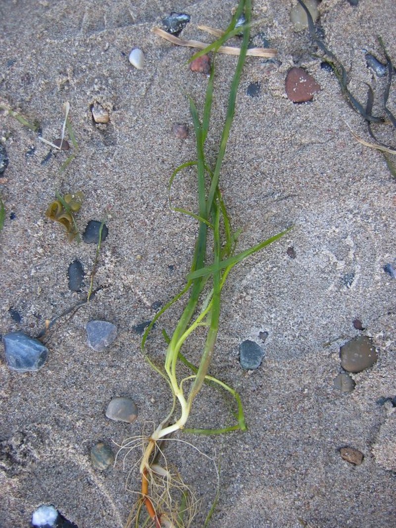Seawrack photo 3