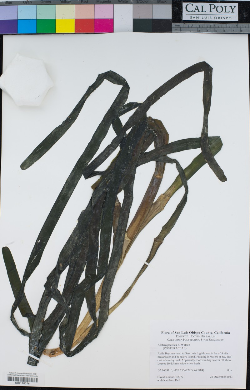 Zostera pacifica