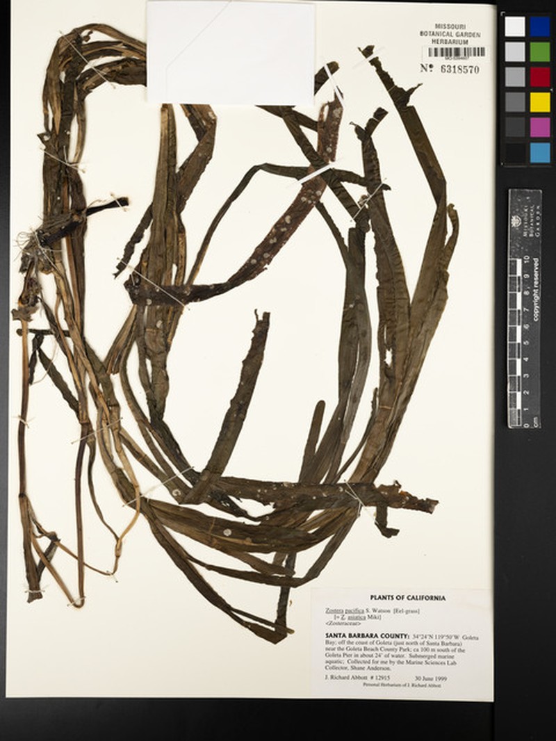 Zostera pacifica photo 2