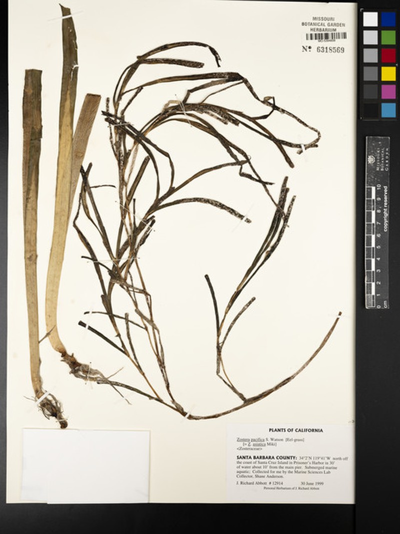 Zostera pacifica photo 3