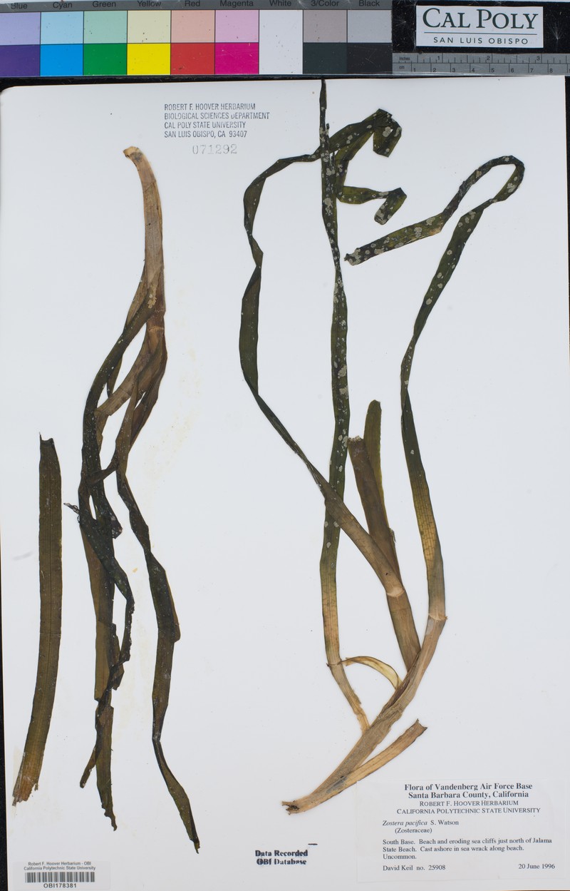 Zostera pacifica photo 4