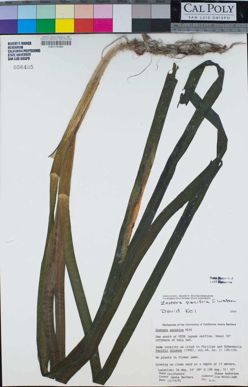 Zostera pacifica photo 6